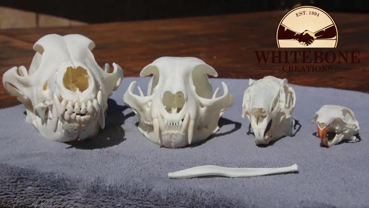 SKULL CLEANING SMALL ANIMALS ( coyotes, bobcats, rabbits, squirrels ) 