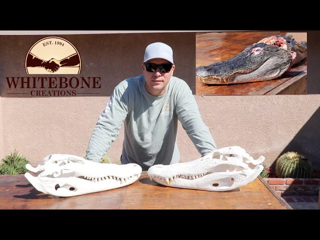HOW TO CLEAN AN ALLIGATOR SKULL  