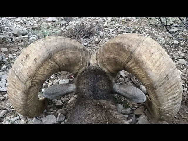 DESERT BIGHORN SHEEP HUNT 'ROUND ONE”