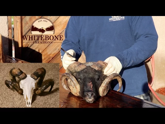 HOW TO CLEAN A KARAKUL  SHEEP SKULL  