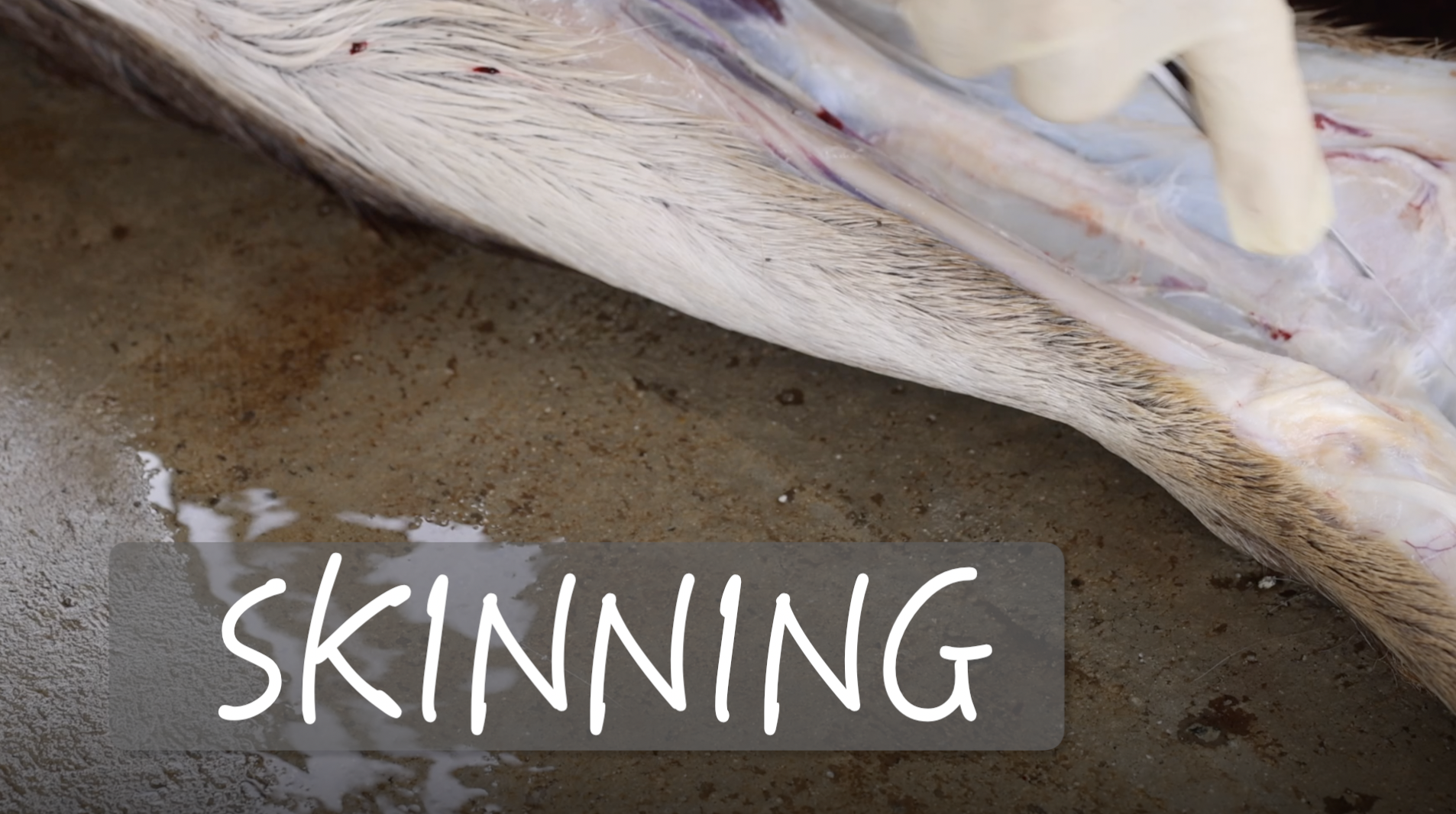 SKINNING 101 & LEG REMOVAL