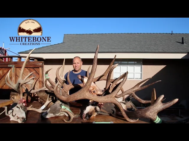 HOW TO CLEAN A MONSTER BULL ELK SKULL  