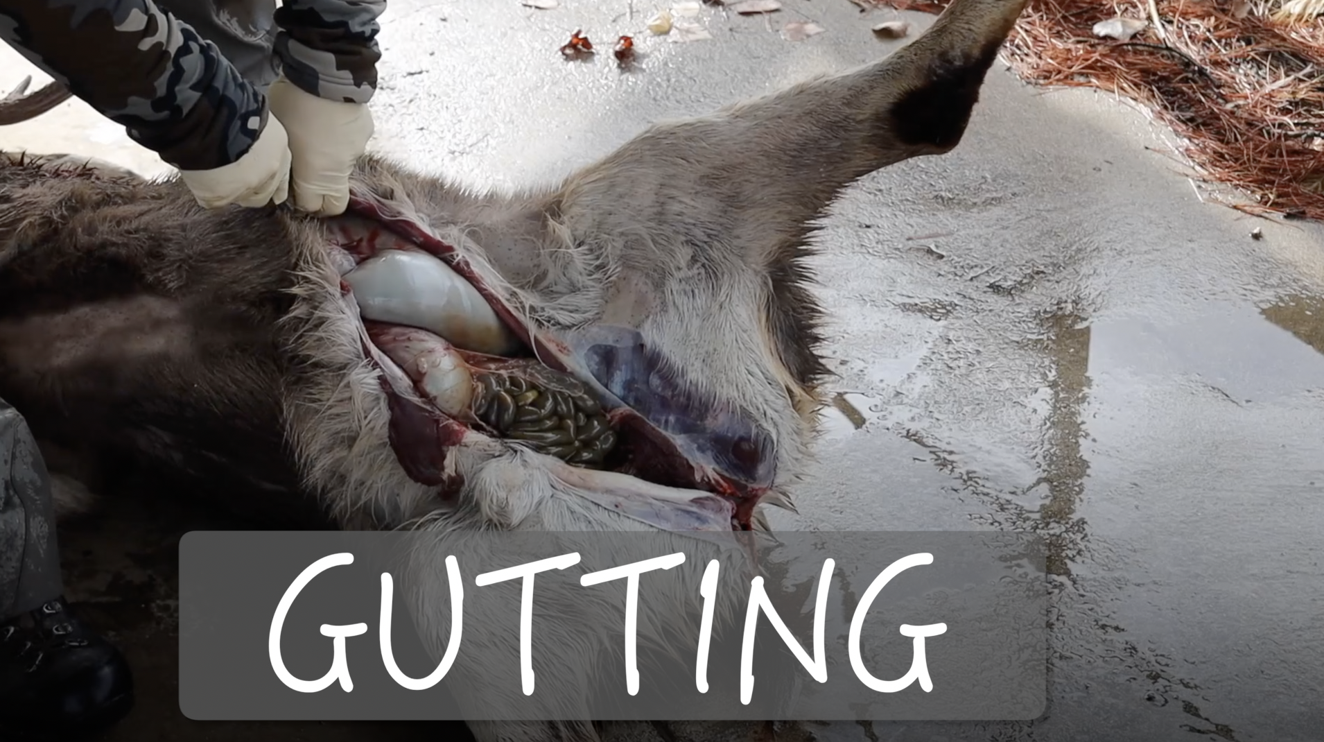 HOW TO GUT A DEER 