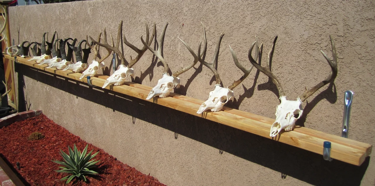 HOW TO CLEAN A DEER  SKULL  EASY PROFFESIONAL EUROPEAN METHOD )