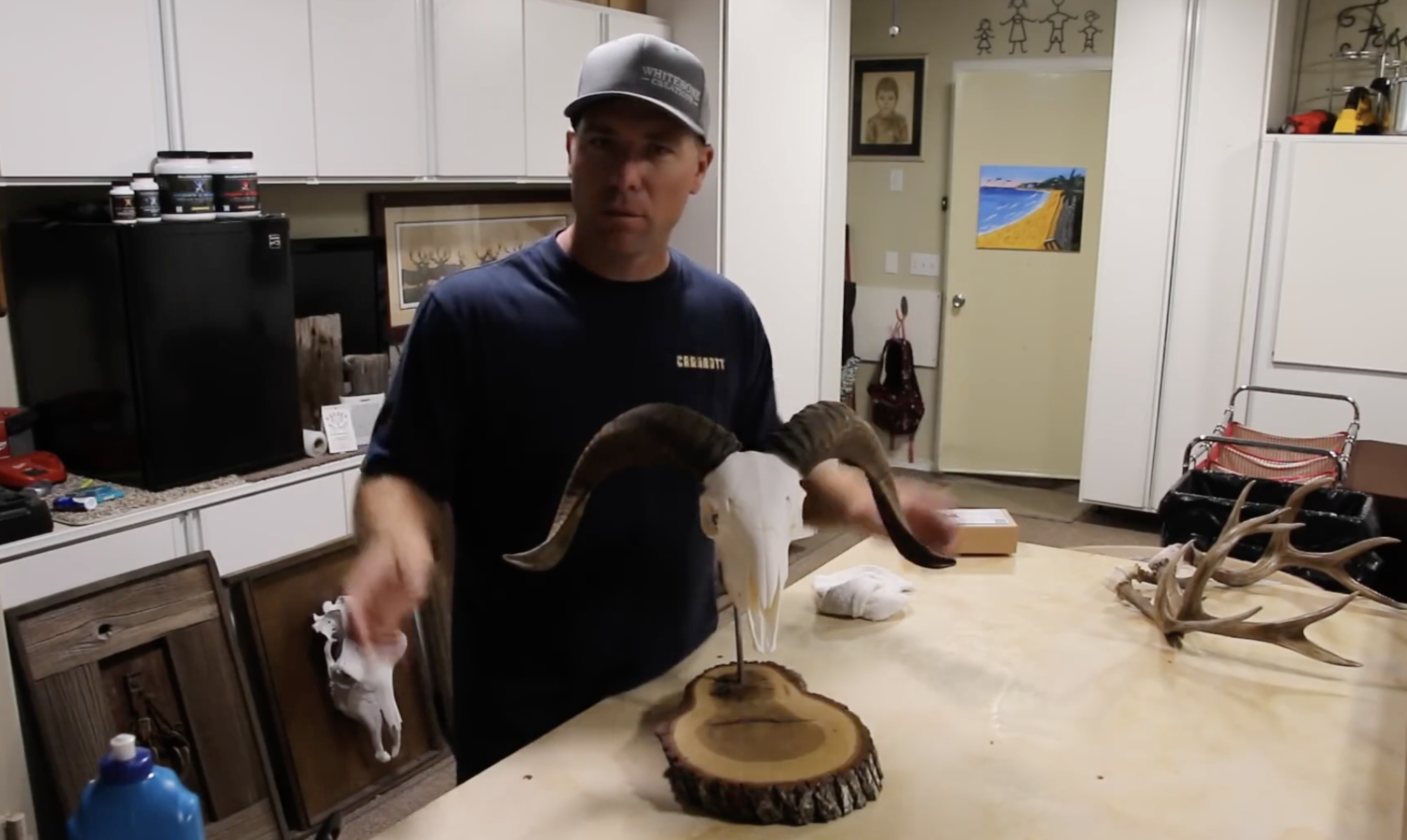 SKULL CLEANING HORNED ANIMALS  