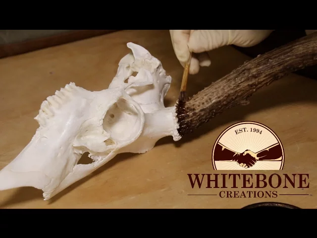 DEER SKULL HALF MOUNT PROJECT