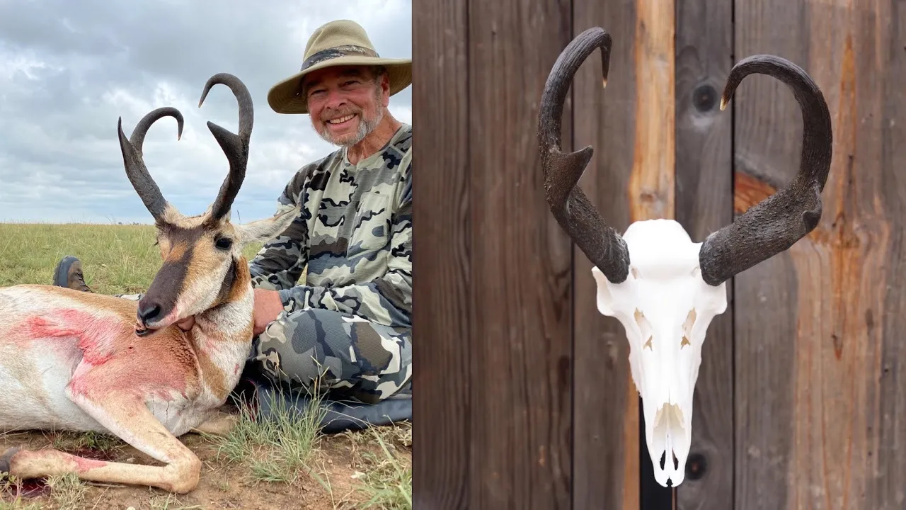 HOW TO CLEAN A PRONGHORN ANTELOPE SKULL