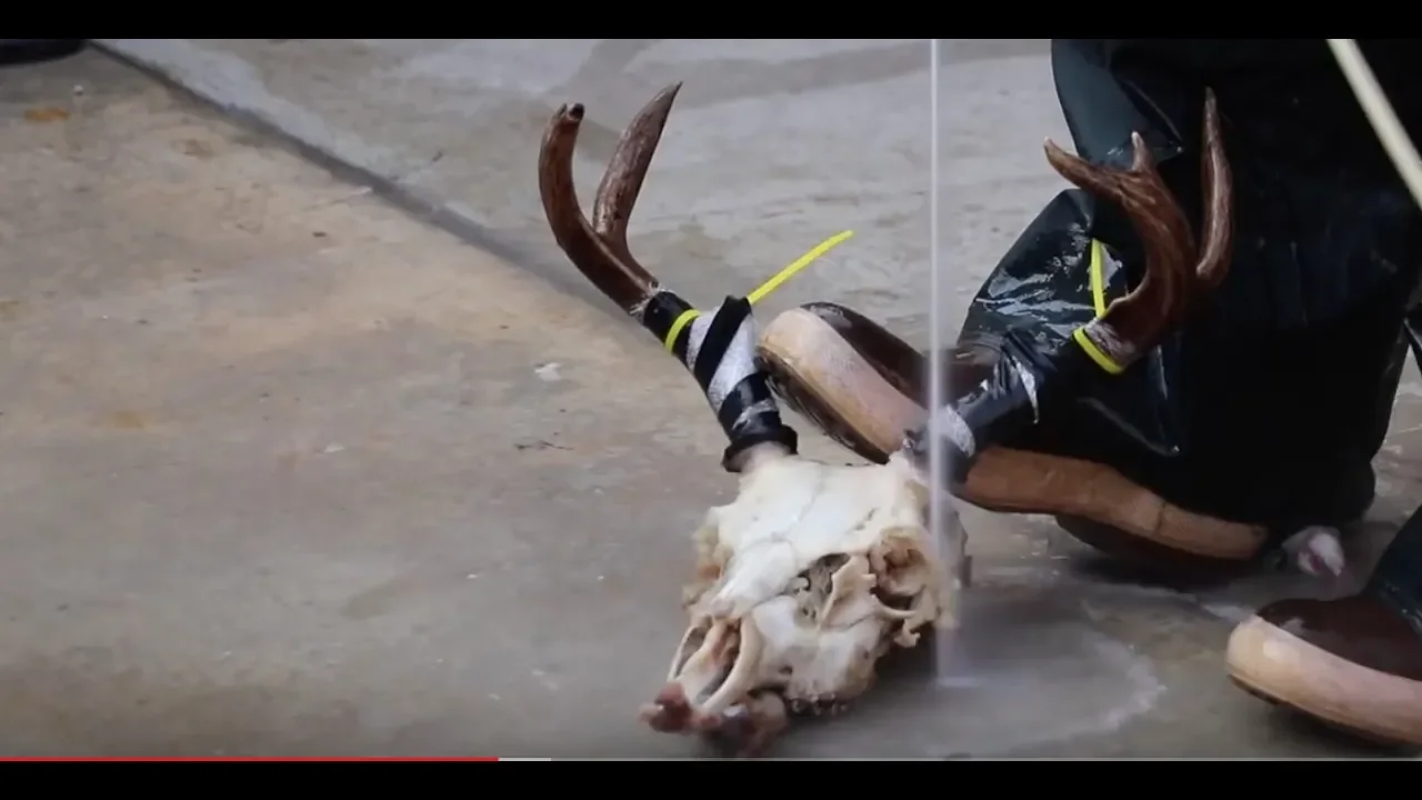 HOW TO CLEAN A DEER SKULL  (SITKA BLACKTAIL SPECIAL 