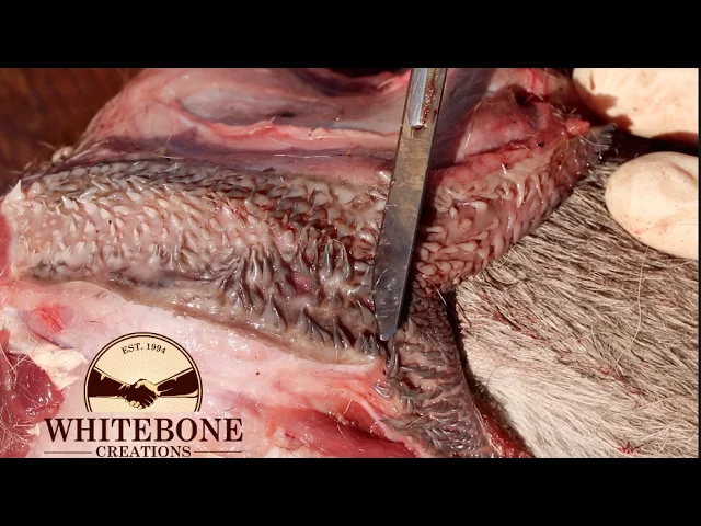 NASTY SKULL CLEANING MOMENTS