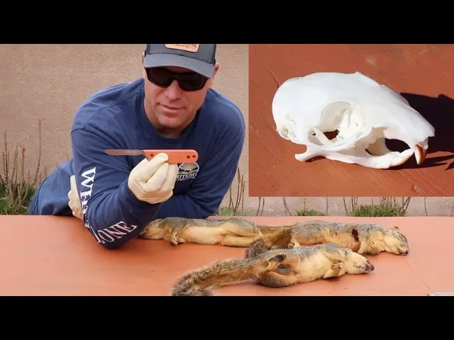 SOUS VIDE SKULL CLEANING 'SQUIRREL EDITION'