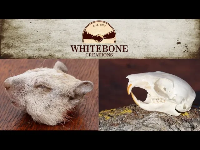 HOW TO CLEAN AN ALBINO GROUND SQUIRREL SKULL