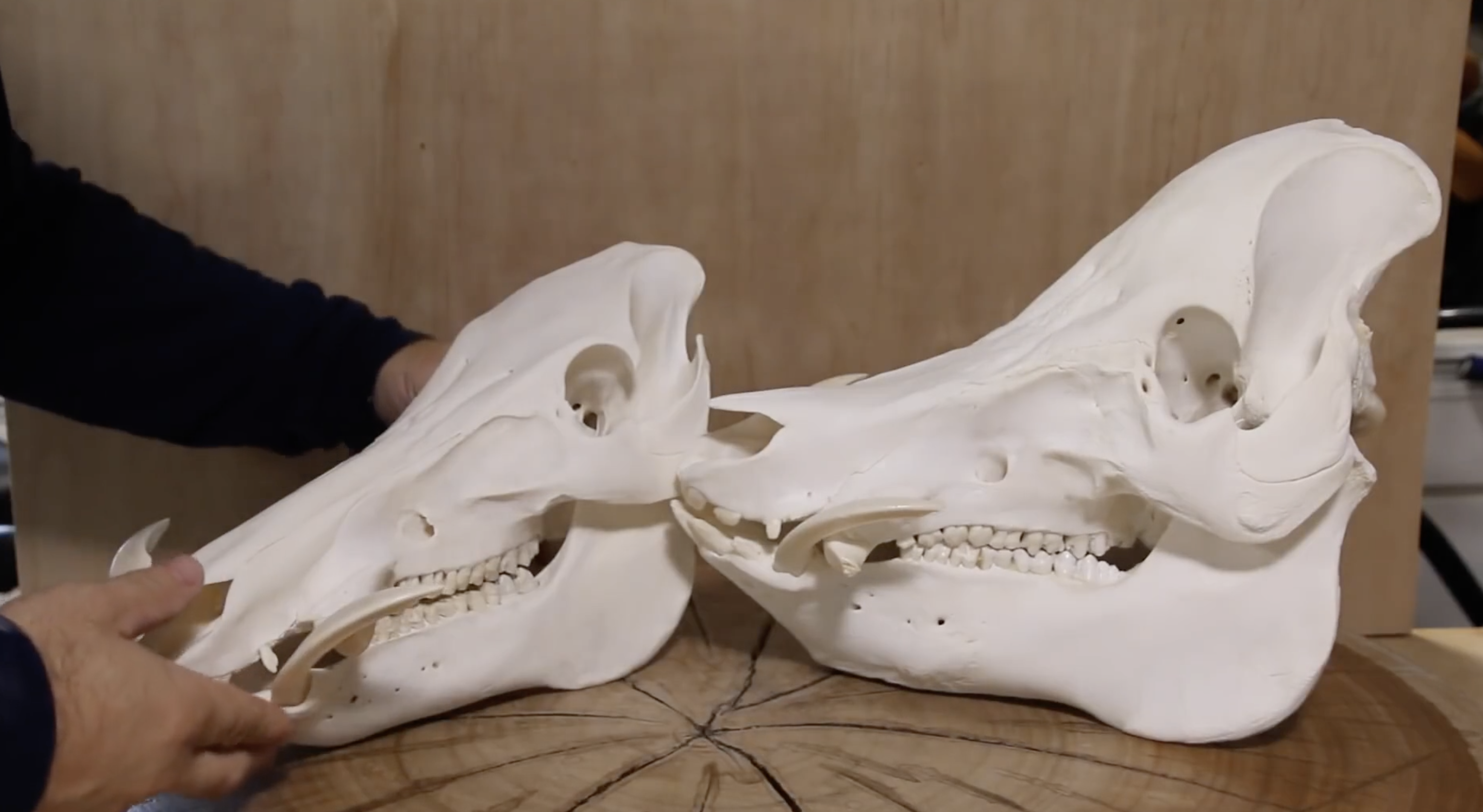 HOW TO CLEAN THE SKULL OF A 600 POUND PIG  