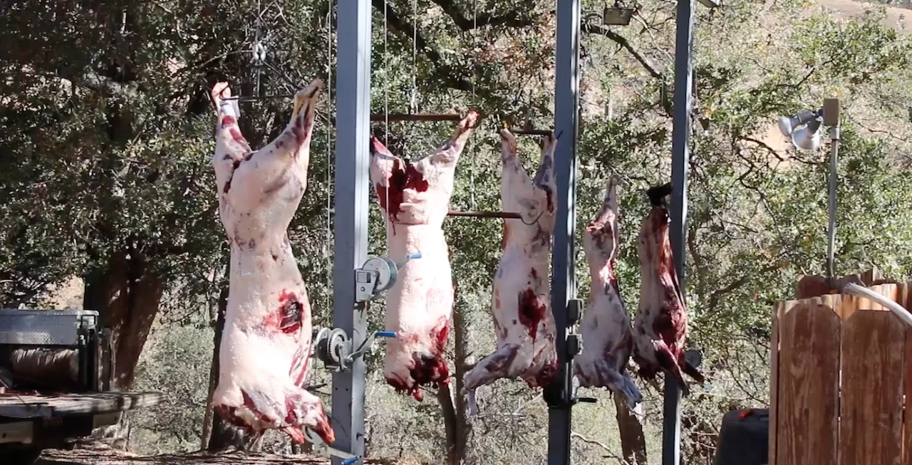 SOUTHERN CALIFORNIA PIG HUNT