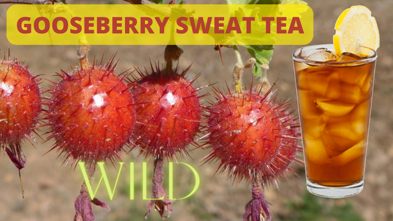 WILD GOOSEBERRY SWEET TEA