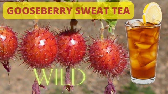 WILD GOOSEBERRY SWEET TEA