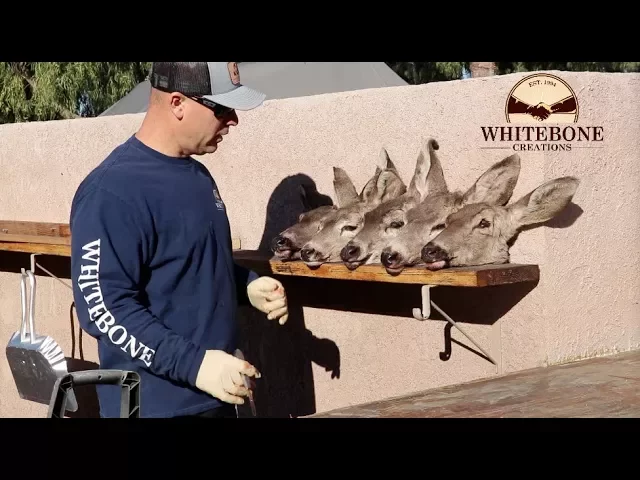 HOW TO CLEAN A DOE  SKULL  