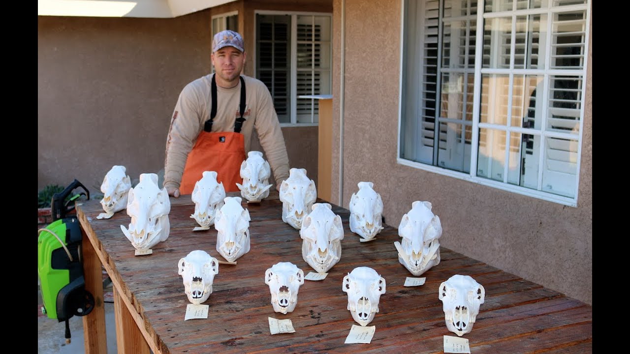 HOW TO CLEAN SKULLS ( EASY EUROPEAN METHOD )