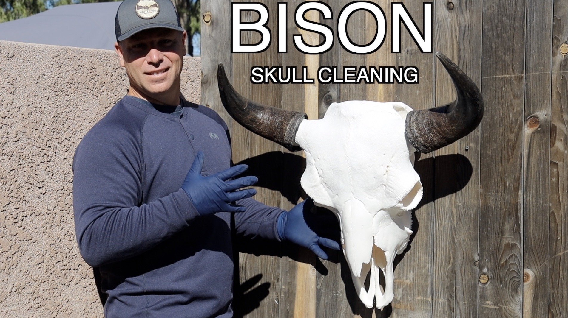 SKULL CLEANING A BISON  