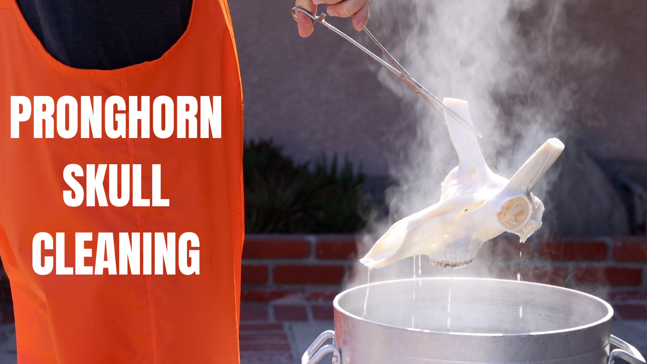 PRONGHORN SKULL CLEANING 