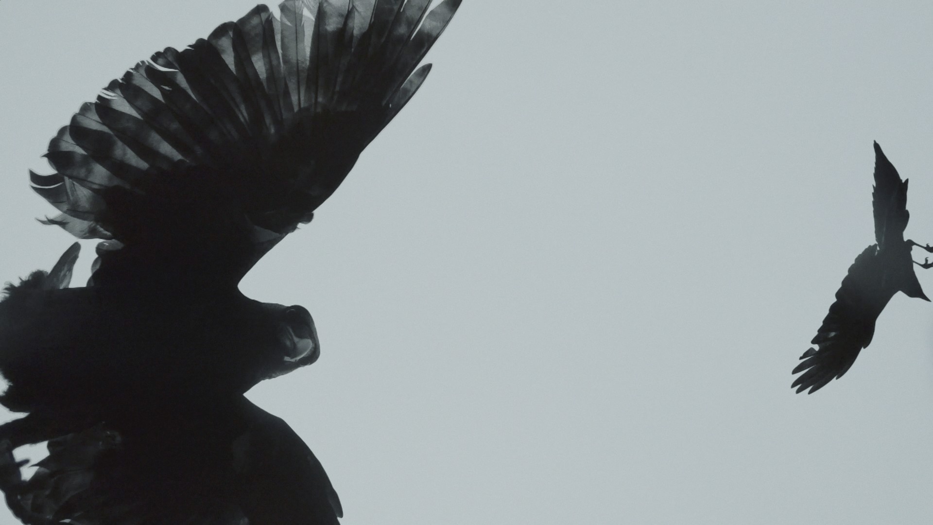 Shooting Crows (2018, Switzerland) by Christine Hürzeler