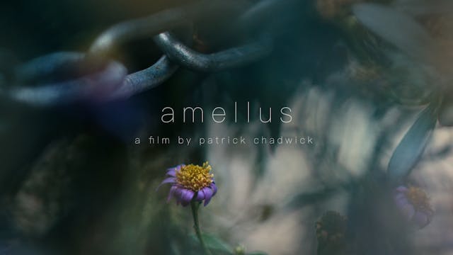 Amellus (UK) by Patrick Chadwick