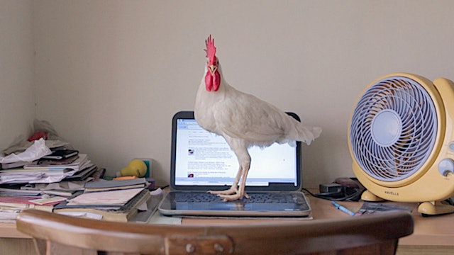 Tungrus (India) by Rishi Chandna