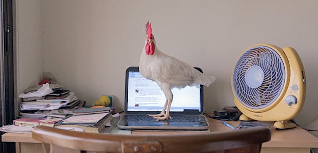 Tungrus (India) by Rishi Chandna