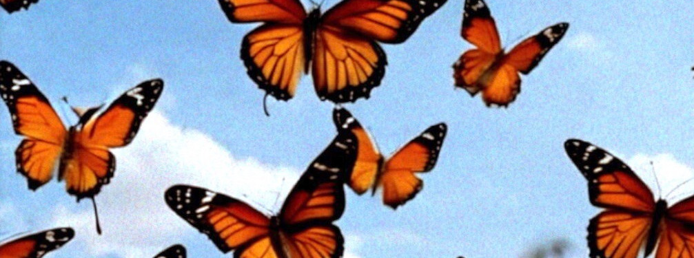 Day of the Dead (Belgium) by Kris Curtiz De Meester, Peter Bracke