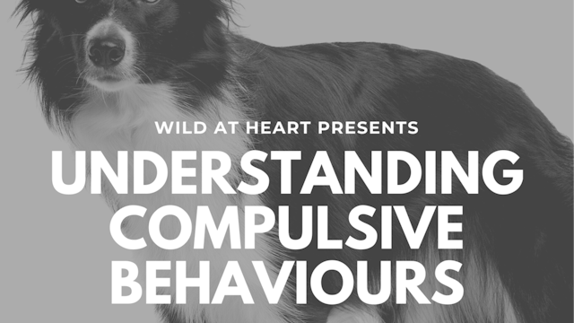 Understanding Compulsive Disorders in Dogs