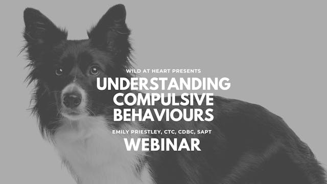 Understanding Compulsive Disorders in Dogs