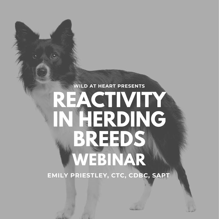 Reactivity in Herding Breeds