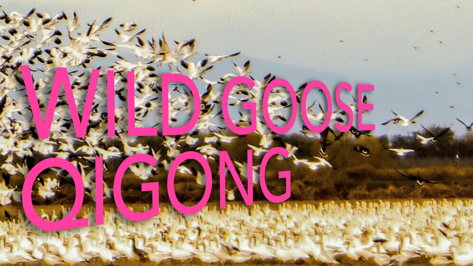 Wild Goose Qigong Training Series HD