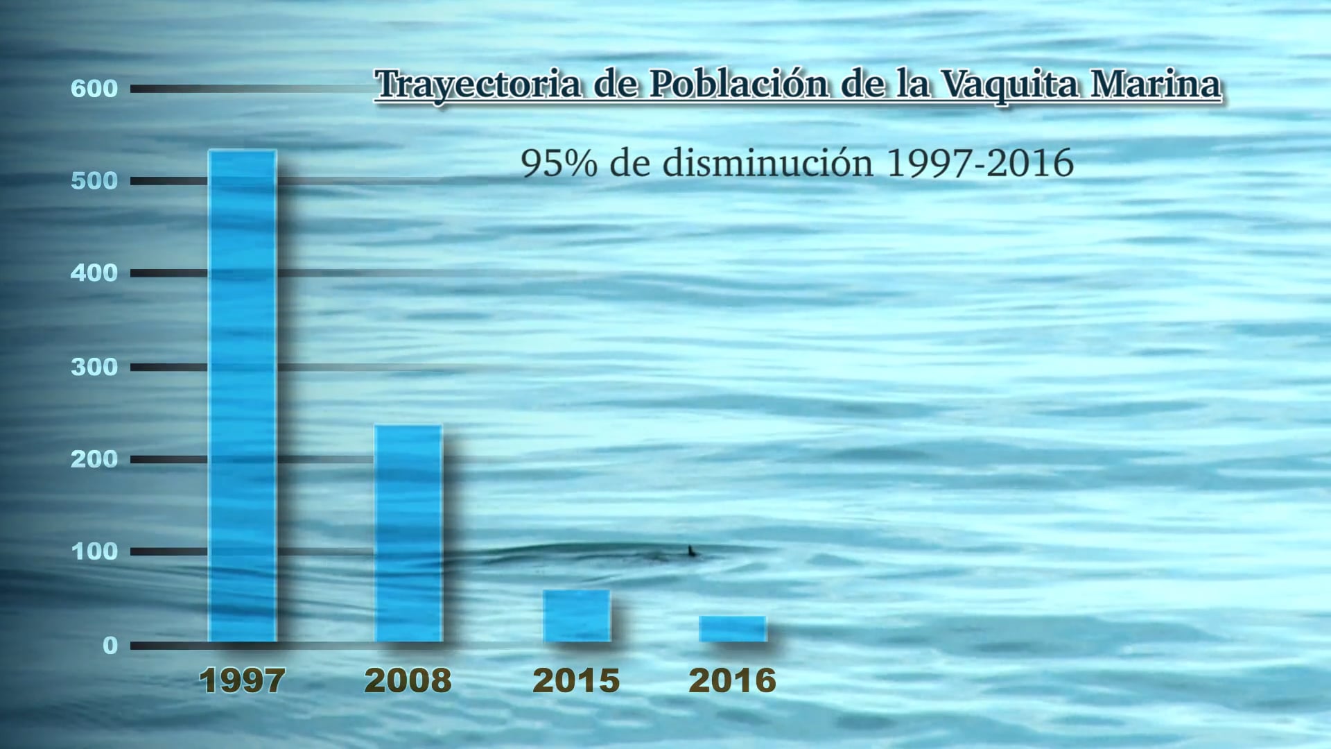 Souls OF The Vermilion Sea - Searching for the Vaquita- Spanish Update