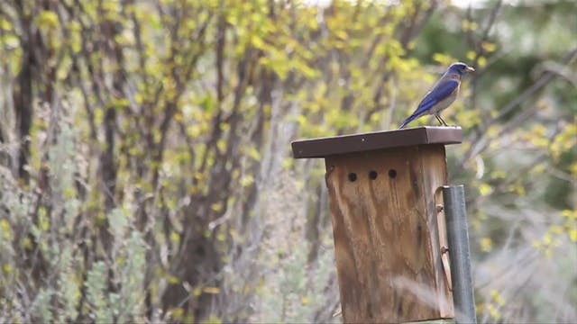 Trapping Western Bluebirds in British Columbia.