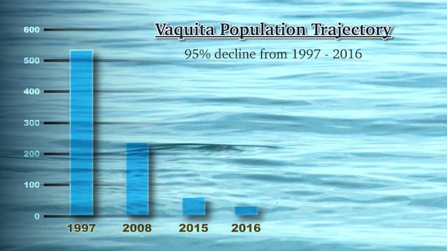 Searching for the Vaquita (SOTVS Update)