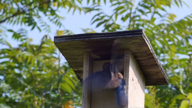 Eastern Bluebirds and Predator Control