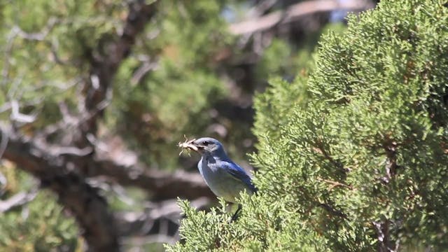 Bluebird Man Teaser Trailer