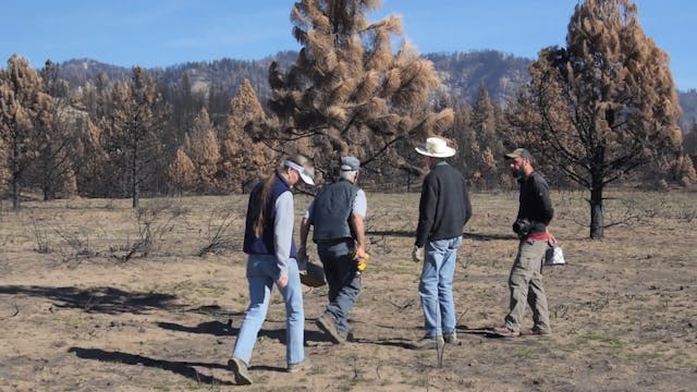 Bluebirds and Wildfire