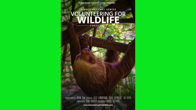 Volunteering For Wildlife - Costa Rica