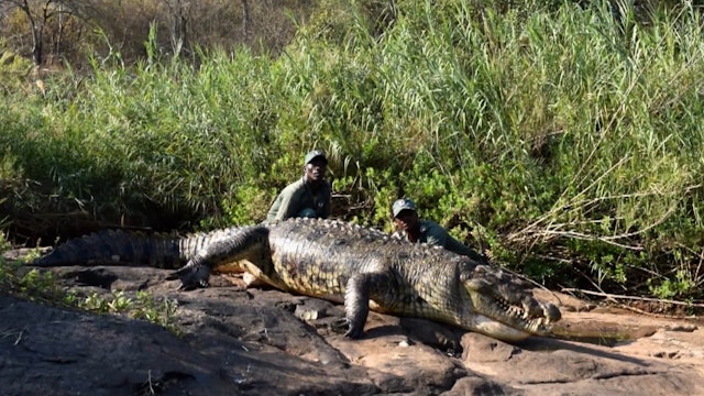 Monster Crocodile of South Africa