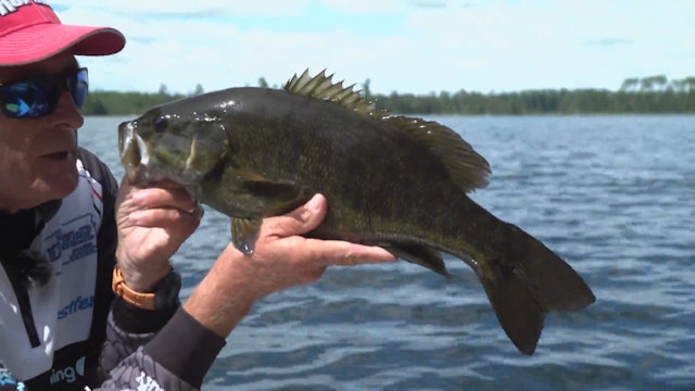 Topwater Smallmouth Bass