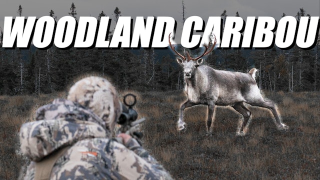 Newfoundland Woodland Caribou
