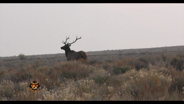 Idaho Elk