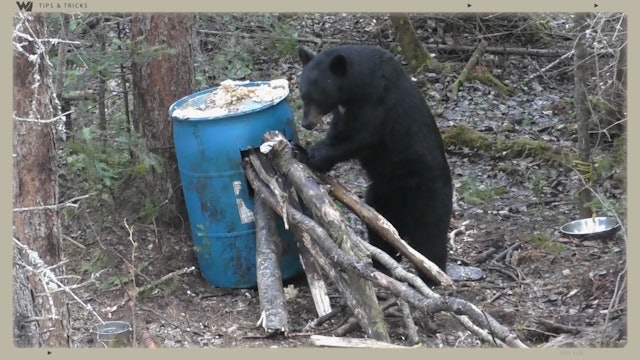 A Comprehensive Guide to Bear Baiting Procedures