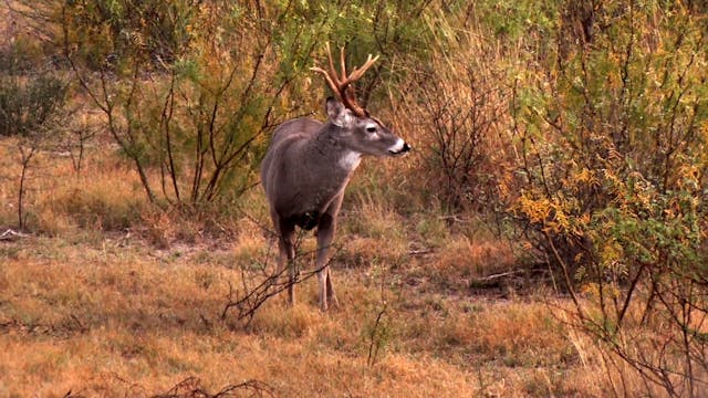 Whitetail Rut in Texas: Feast or Fami...