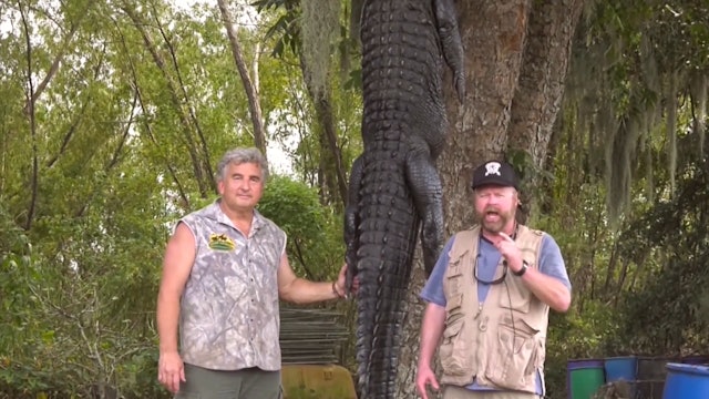 Louisiana Alligator Hunt