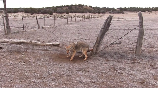 New Mexico Bobcat & Coyote Trapping