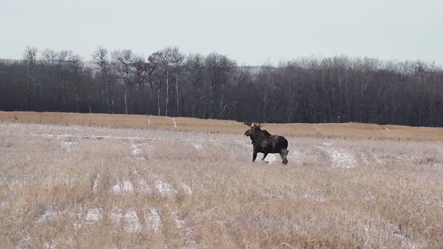 Mark Lous & Gio Russo's Bull Moose