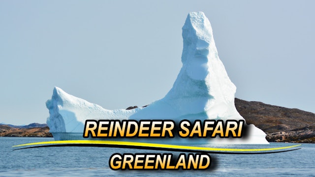 Greenland Reindeer Safari