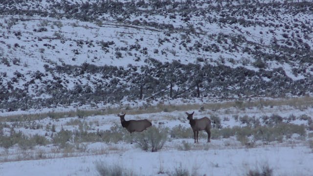 Idaho Elk - Part 1